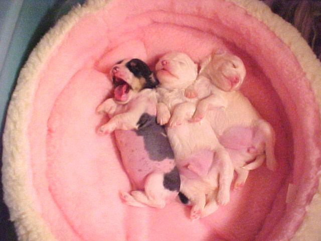 Elvis & Hooray's pups