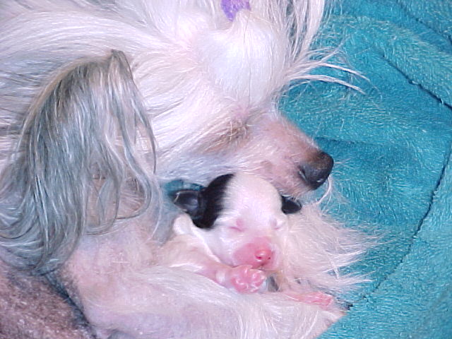 Sweet Dreams - 1 day